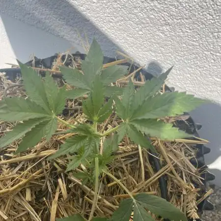 2end Outdoorgrow 25 with used Soil