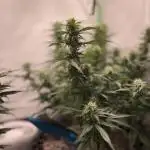 Blueberry Auto