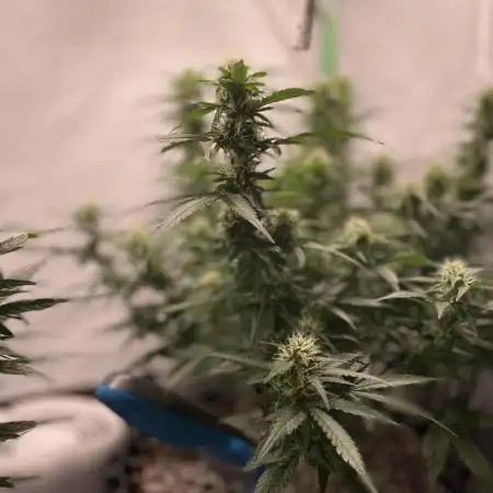 Blueberry Auto