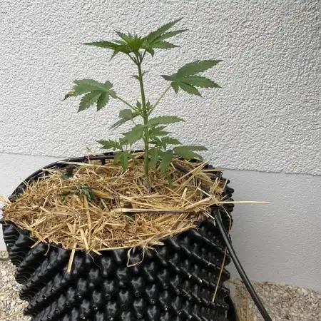 2end Outdoorgrow 25 with used Soil