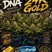 DNA 24K Gold with Auto Pots