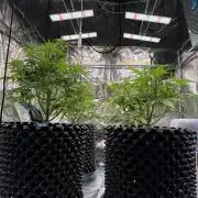 FB Purple Haze/Gorilla Skittlez Coco