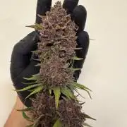 FB Purple Haze/Gorilla Skittlez Coco