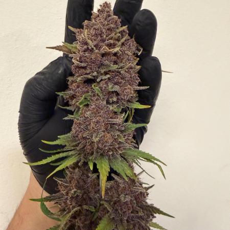 FB Purple Haze/Gorilla Skittlez Coco
