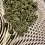 Moby Dick + Bio Tabs Outdoor