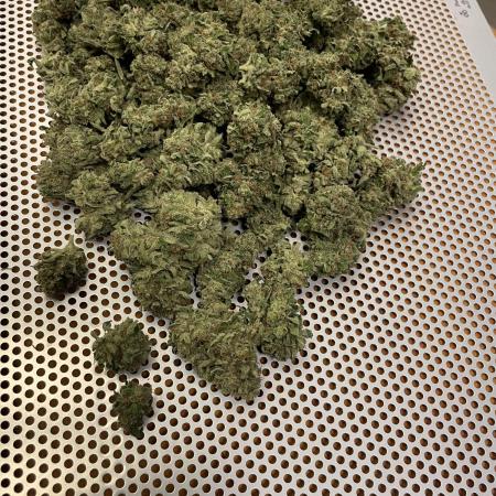 Moby Dick + Bio Tabs Outdoor