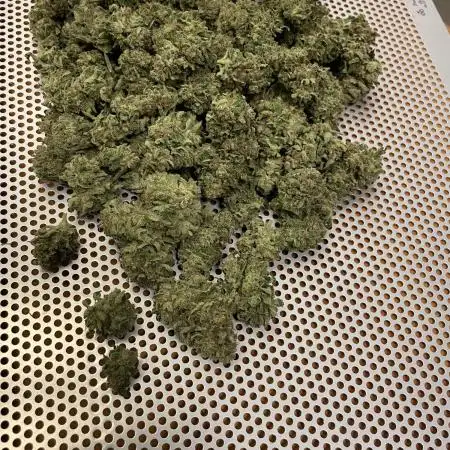 Moby Dick + Bio Tabs Outdoor