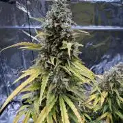 FB Purple Haze/Gorilla Skittlez Coco