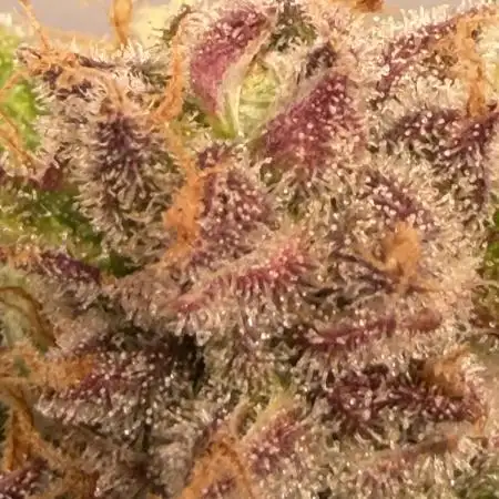 Blueberry Auto