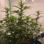Blueberry Auto