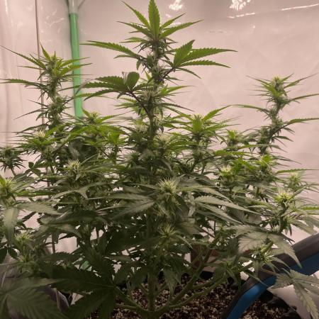 Blueberry Auto