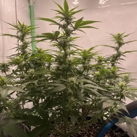 Blueberry Auto