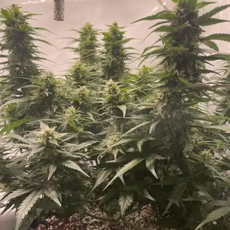 Blueberry Auto
