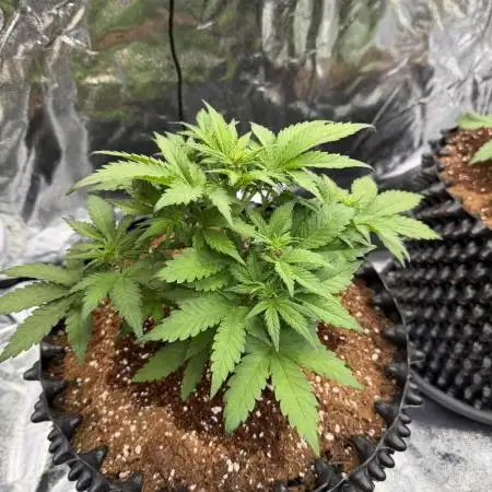 FB Purple Haze/Gorilla Skittlez Coco