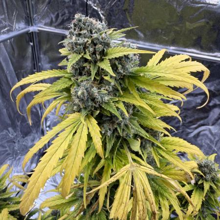 2end Outdoorgrow 25 with used Soil