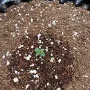 FB Purple Haze/Gorilla Skittlez Coco