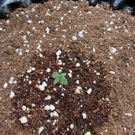 FB Purple Haze/Gorilla Skittlez Coco