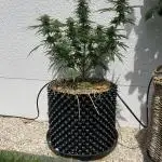Moby Dick + Bio Tabs Outdoor