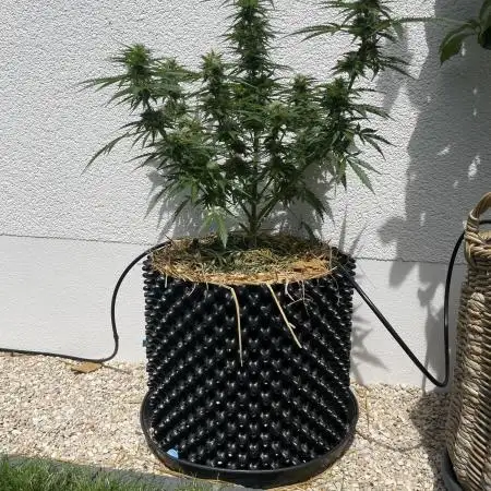 Moby Dick + Bio Tabs Outdoor