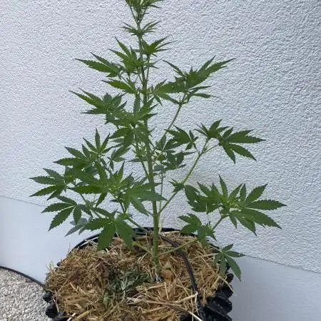 2end Outdoorgrow 25 with used Soil