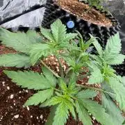 FB Purple Haze/Gorilla Skittlez Coco