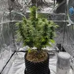 2end Outdoorgrow 25 with used Soil