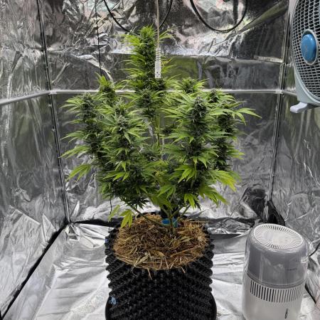 2end Outdoorgrow 25 with used Soil