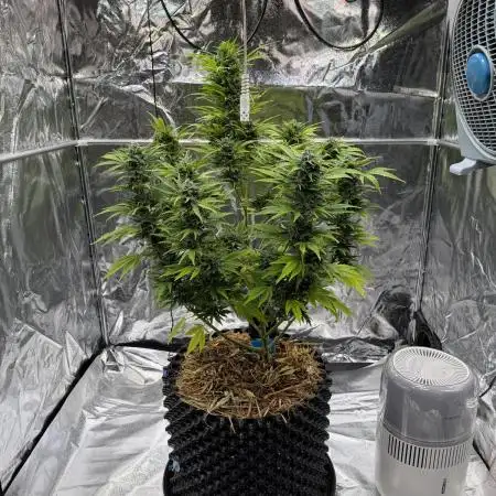 2end Outdoorgrow 25 with used Soil