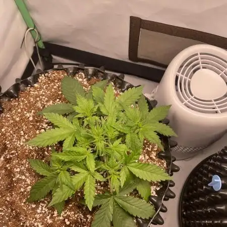 Blueberry Auto