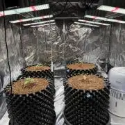 FB Purple Haze/Gorilla Skittlez Coco