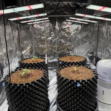 FB Purple Haze/Gorilla Skittlez Coco