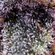 FB Purple Haze/Gorilla Skittlez Coco