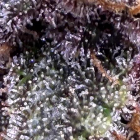 FB Purple Haze/Gorilla Skittlez Coco