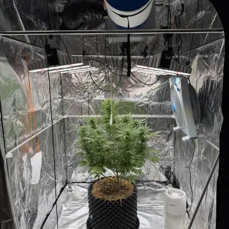 2end Outdoorgrow 25 with used Soil