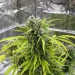 2end Outdoorgrow 25 with used Soil