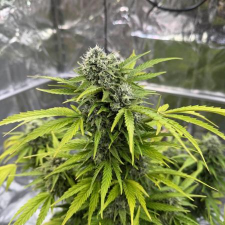 2end Outdoorgrow 25 with used Soil