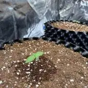 FB Purple Haze/Gorilla Skittlez Coco