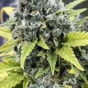 2end Outdoorgrow 25 with used Soil