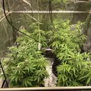 FB Purple Haze/Gorilla Skittlez Coco