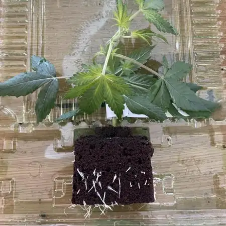 2end Outdoorgrow 25 with used Soil