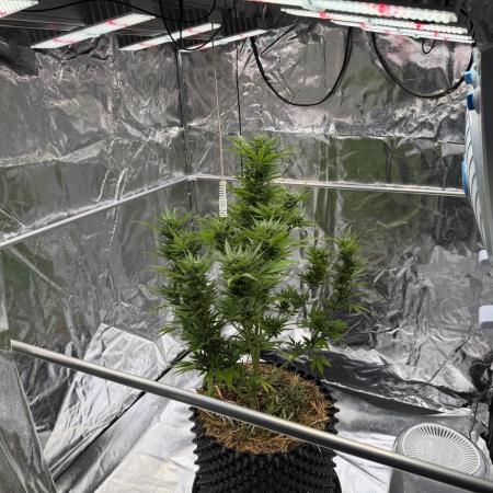 2end Outdoorgrow 25 with used Soil