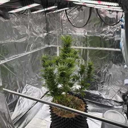 2end Outdoorgrow 25 with used Soil