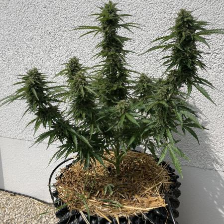 Moby Dick + Bio Tabs Outdoor