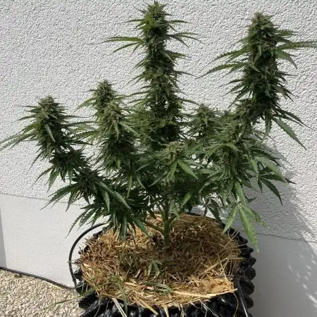 Moby Dick + Bio Tabs Outdoor