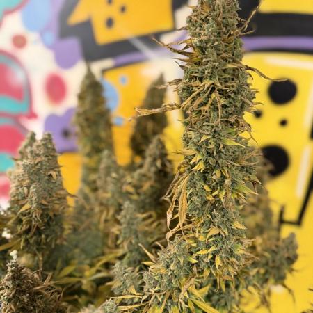 FB Purple Haze/Gorilla Skittlez Coco