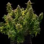 Blueberry Auto