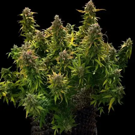 Blueberry Auto