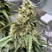 FB Purple Haze/Gorilla Skittlez Coco