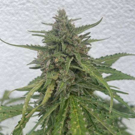 Moby Dick + Bio Tabs Outdoor
