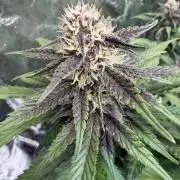 FB Purple Haze/Gorilla Skittlez Coco